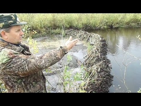 Как ловят бобров на реке Как ловят бобров на реке