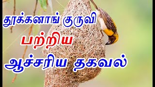 தூக்கனாங் குருவி பற்றிய ஆச்சரிய தகவல் | thookkanam kuruvi | information about weaver bird