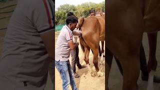 घोड़ी के कृत्रिम गर्भाधान #ghoda #horse #horsefarms #short #horserider #trending #horseriding