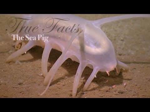 Can you eat sea pig?