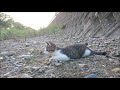 子猫に川の渡り方を教える母猫