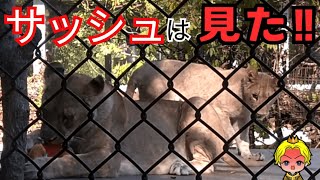 サッシュは見た～12月上旬の映像～　#ライオン#徳島#親子#とくしま動物園#動物園 #レオ #モエル #サッシュ #親子#徳島#赤ちゃん #阿波おどり#カプリTube#japan