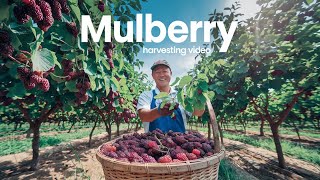 Asian Mulberry Fruit Farm and Harvest | Mulberry Juice Processing | Mulberry Cultivation