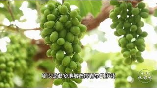 葡萄苗木到底该怎么种植？小阳笑谈网友关于种植做的“奇葩”事！