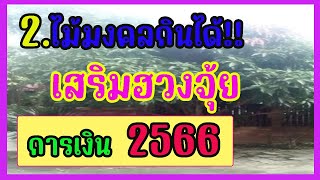 ไม้มงคลกินได้!!แชร์เก็บไว้เลย 2ไม้มงคลกินได้ เสริมการเงิน การงานตลอดปี2566