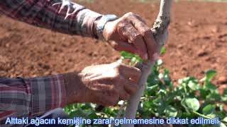 Antep Fıstığı Ağacı Nasıl Aşılanır? Antep Fıstığı Pistacia Vera Tree Grafting