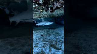 OMG~오마이갓~사이판 수중촬영 #saipan #babyshark #underwater #스쿠버다이빙