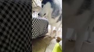 子猫の一大事に秒で駆けつけたハスキー犬だったが…#shorts