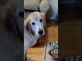 序列最下位のママと大好きパパ【露骨に態度を変える犬】 dog ゴールデン goldenretoriever＃犬