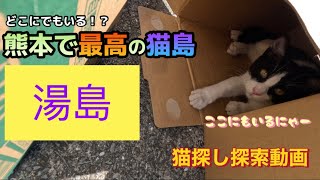 【Cat island】熊本県の猫島、そこは安住の聖地だった。