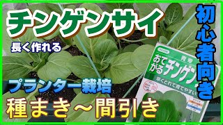 #31[家庭菜園]初心者向き！１年通して作りやすい葉物野菜「チンゲンサイ」を育てる／種まき4月～間引き（説明付き）【プランター栽培】/ Bok choy in a planter