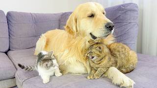 Golden Retriever Reacts to His Kittens’ Strange Behavior!!