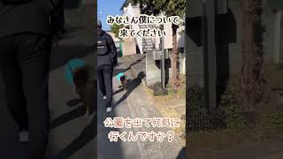 公園散歩の途中でなぜか病院の方に歩き出すたぬ吉のお休みの日の出来事 #保護犬 #柴犬との暮らし #犬がいる生活 #柴犬と暮らす #癒し #柴犬ライフ #可愛い #柴ちゃん #柴好き #愛犬