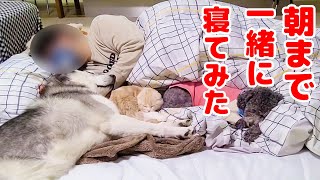 子猫とハスキー犬達と朝まで一緒に寝てみたら…