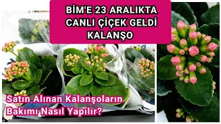 BİM'E 23 ARALIKTA KALANŞO ÇİÇEĞİ GELDİ. Satın Alınan KALANŞO ÇİÇEĞİNİN Bakımı Nasıl Yapılır?