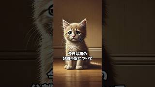 猫の分離不安を解消するための理解、対策、予防ガイド #猫モフー