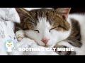 【猫のための音楽】猫が喜ぶ音、水のせせらぎの音、風の音、ハープ音楽 |　愛猫が落ち着く癒しの空間を演出します。[cat music]