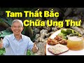 Tam Thất: Thần Dược Chữa Ung Thư