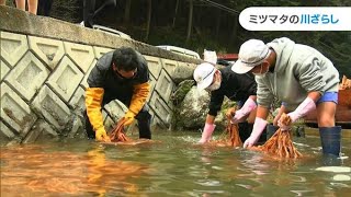 「冷たい！！」水温は1℃　小学生が和紙の原料 “ミツマタ”の川ざらしに挑戦「寒い中で和紙を作っているのが、すごい」【岡山・津山市】