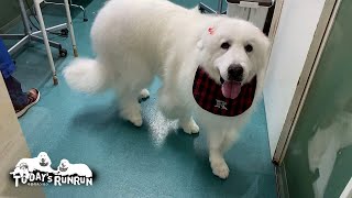 頑張ってシャンプーをして真っ白になったルンルンです　Great Pyrenees　グレートピレニーズ