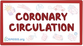 Coronary circulation - an Osmosis Preview