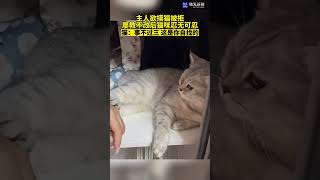 猫咪：事不过三，这是你找的