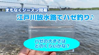 【初釣り】江戸川放水路で少し早い(?)ハゼ釣りデビュー!!