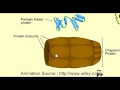 Protein folding mechanism biochemistry