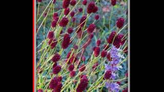 Krwisciag lekarski 'Chocolate Tip' / Sanguisorba officinalis 4718