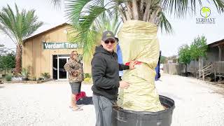 How to freeze protect your palm tree