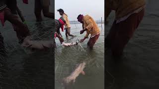 जाल से बड़ी मछली पकड़ने का अद्भुत दृश्य बहुत ही शानदार  वीडियो #fishhunting2 #fishing