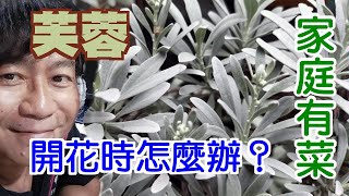 【家庭有菜】芙蓉開花了該怎麼處理？