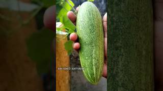 ரசாயனம் இல்லாத வெள்ளரிக்காய் #shortvideo #garden #மாடித்தோட்டம் #terracgarden