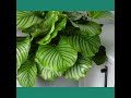 calathea orbifolia introduction