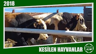 2018 KESİME GİDEN HAYVANLARIMIZIN UFAK BİR GRUBU