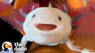 Axolotls Have The Cutest Yawns | The Dodo