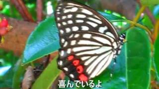 癒しの動画　蝶々The Japanese butterfly　in