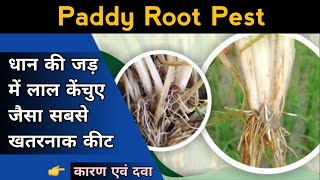 🌾धान की जड़ में सबसे ख़तरनाक कीड़ा 😳 Paddy Root Pest