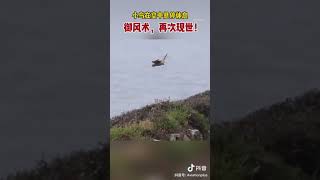 小鳥空中飄浮懸停