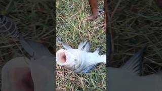 ตกปลา #fishing #viralvideo #video #fish #nature #อาข่า #ตกปลาขอนแก่น