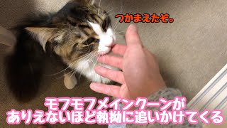 ストーカーメインクーン可愛いモフモフがありえないほど執拗に追いかけて来る【たぬきしっぽの猫】