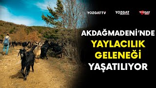 Akdağmadeni’nde yaylacılık geleneği yaşatılıyor