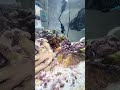 mantis shrimp takes crab