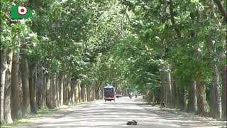 পটুয়াখালী উপকূলে গড়া হচ্ছে সবুজ বেষ্টনী | Tree Plantation | Bangla News | ARIF+Kaushik | 13Sep18