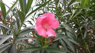 How to grow oleander from cutting || कनेर की कटींग लगाना सीखें How to grow oleander from cutting || कनेर की कटींग लगाना सीखें