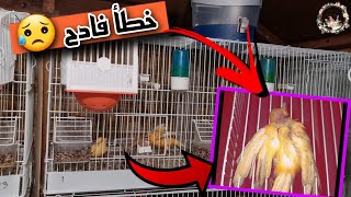 شاهد ماذا حصل تشجار ذكر كناري مع أنثى كناري #birds #breeding