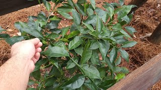 Snow + 10F freeze VS. different varieties of Citrus