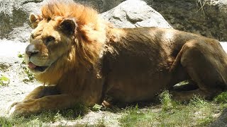 ライオンのバリーは順調に回復しているようです♪とべ動物園