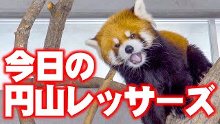 【レッサーパンダ】今日の円山レッサーズ　February 2 , 2020　Red Pandas at Maruyama Zoo