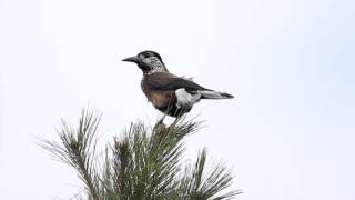 Birds of Taiwan